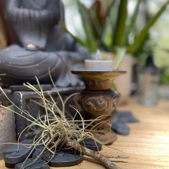 🍄‍🟫How To Care For Your Spanish Moss ,like this post all you need to kno… - Picture 8 of 17